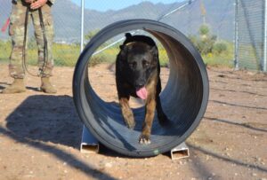Defense startup wants to make genetically enhanced military dogs
